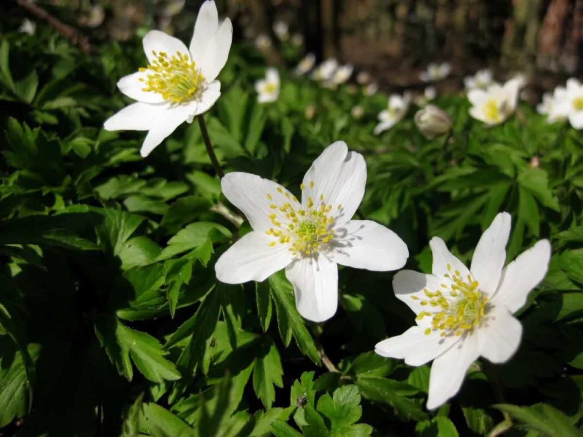 Publieksrondleiding: Stinzenplanten